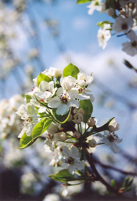 Cleveland Select Flowering Pear (Pyrus calleryana 'Cleveland Select
