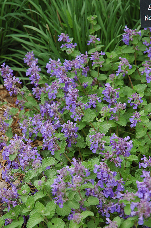 Dwarf Calamint (Calamintha nepeta) in Wilmette Chicago