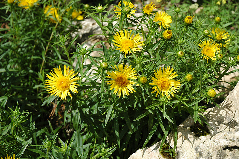 Inula Ensifolia