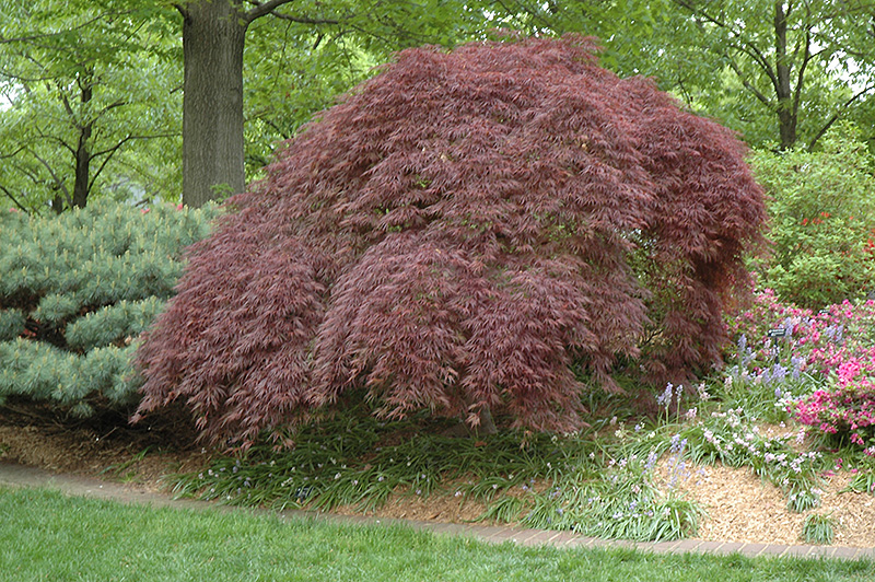 Acer Tamukeyama