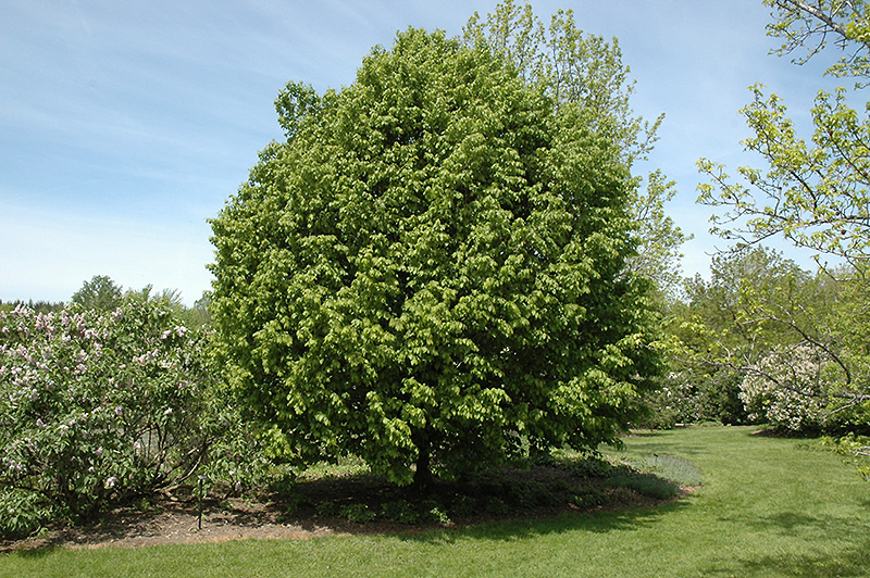carpinus frans fontaine