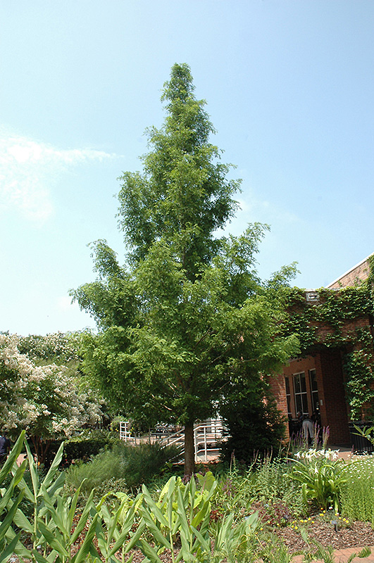 metasequoia seedling