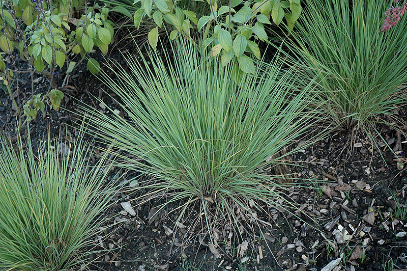 Savannah Ruby Grass (Melinis nerviglumis 'Savannah') in Wilmette