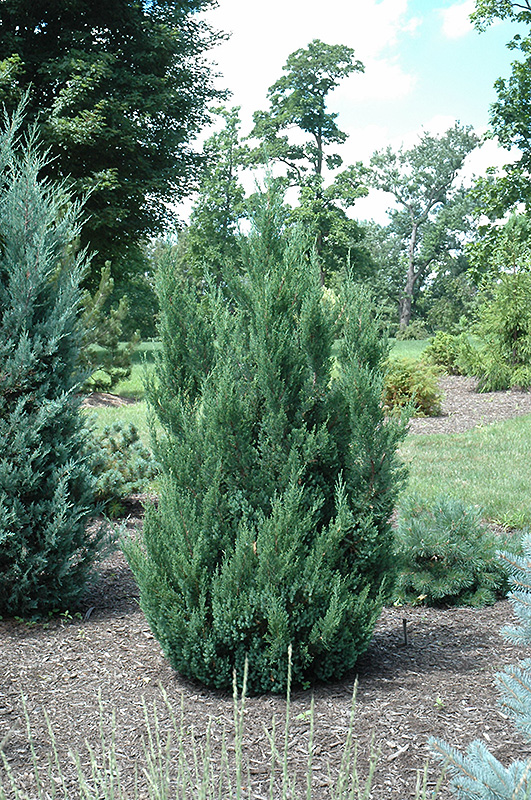 Blue Point Juniper 35