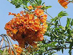 Orange Jubilee Esperanza (Tecoma ‘Orange Jubilee’) in Wilmette Chicago