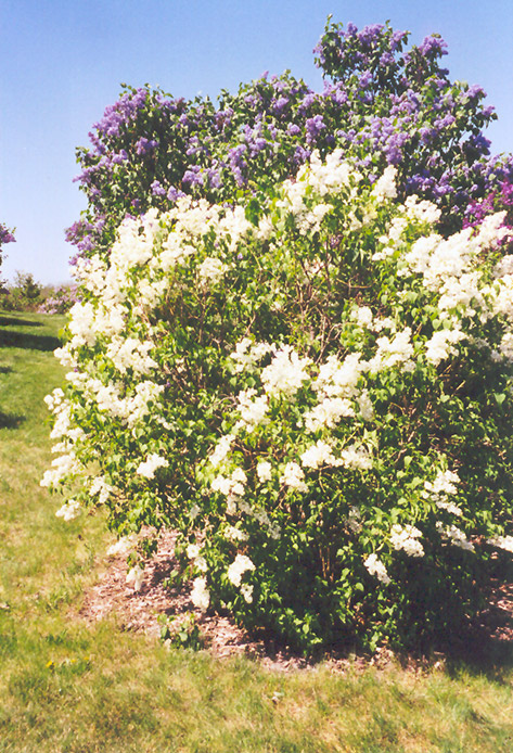 Primrose Lilac (Syringa vulgaris 'Primrose') at Chalet Nursery