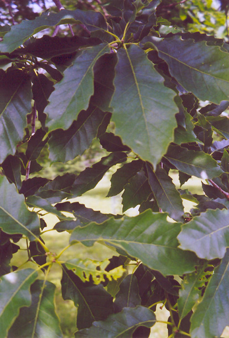 Chinkapin Oak (Quercus muehlenbergii) at Chalet Nursery