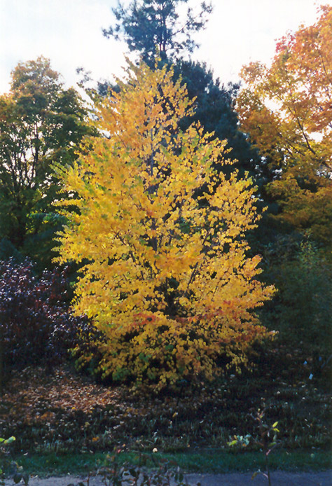 Katsura Tree (Cercidiphyllum japonicum) at Chalet Nursery