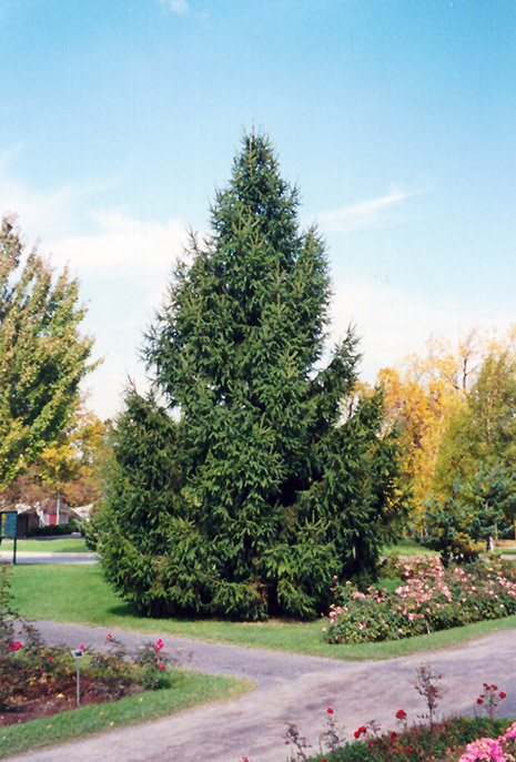 Norway Spruce (Picea abies) at Chalet Nursery