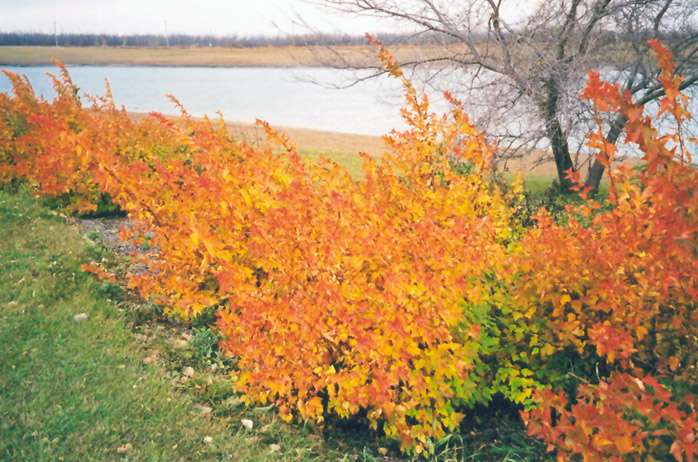 Dart's Gold Ninebark (Physocarpus opulifolius 'Dart's Gold') in ...