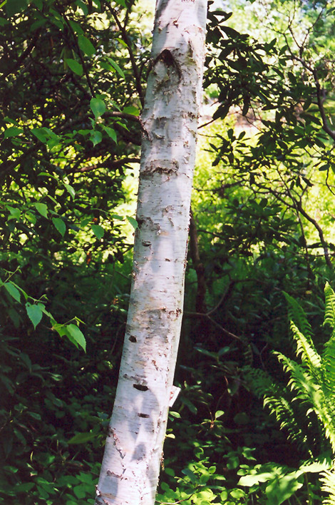 Whitespire Birch (Betula populifolia 'Whitespire') at Chalet Nursery