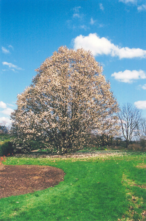 Wada's Memory Magnolia (Magnolia kobus 'Wada's Memory') at Chalet Nursery