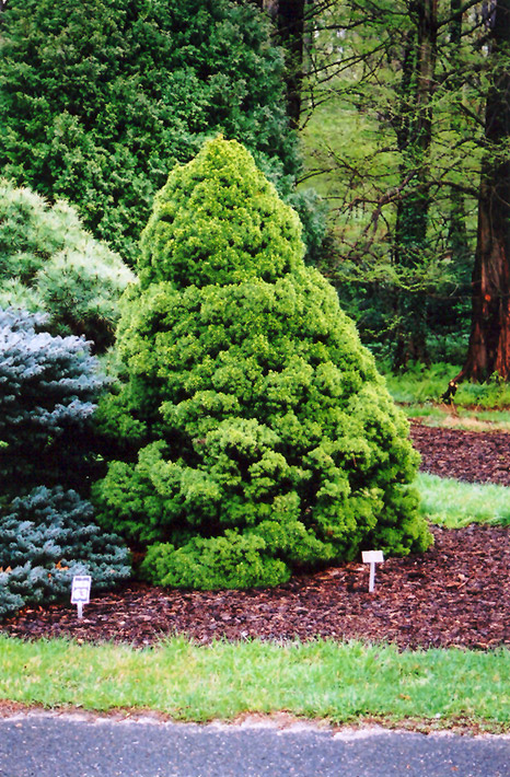 Dwarf Alberta Spruce (Picea glauca 'Conica') at Chalet Nursery