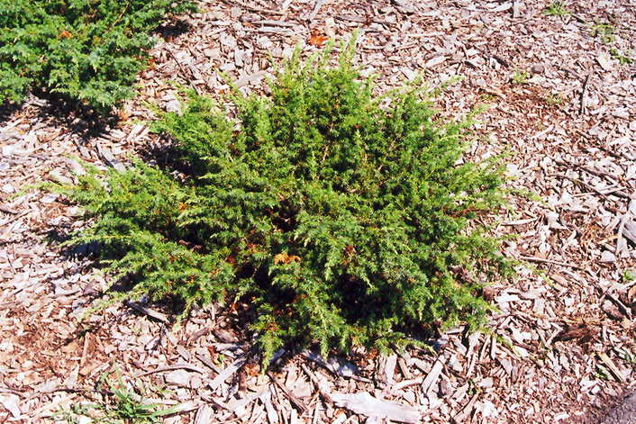 Blueberry Delight Juniper (Juniperus communis 'AmiDak') at Chalet Nursery