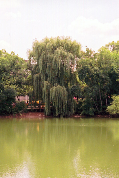 Wisconsin Weeping Willow (Salix x pendulina 'Wisconsin') at Chalet Nursery