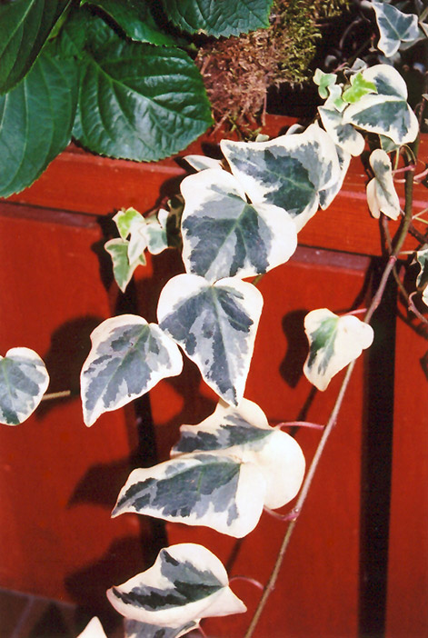 Variegated English Ivy (Hedera helix 'Variegata') at Chalet Nursery