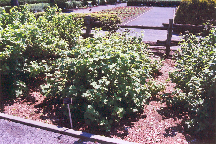 Red Lake Red Currant (Ribes rubrum 'Red Lake') at Chalet Nursery