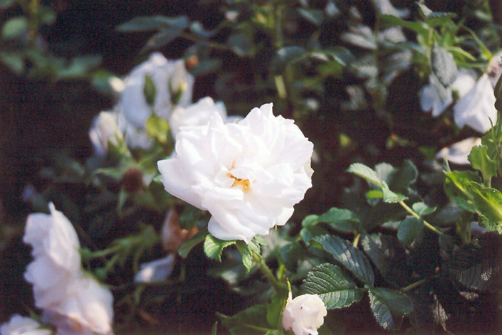 Blanc Double de Coubert Rose (Rosa 'Blanc Double de Coubert') at Chalet Nursery