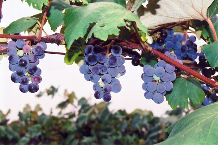 Concord Grape (Vitis 'Concord') at Chalet Nursery