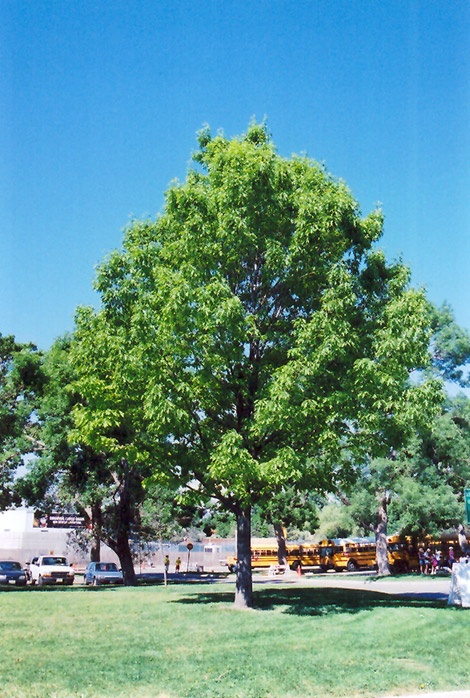 Red Oak (Quercus rubra) at Chalet Nursery