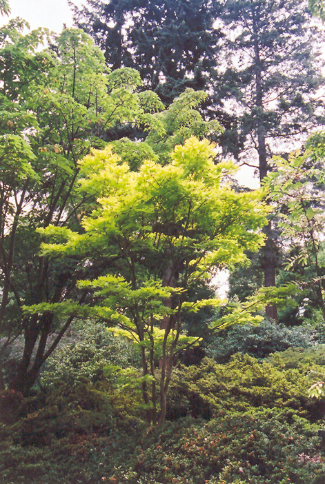 Golden Fullmoon Maple (Acer japonicum 'Aureum') at Chalet Nursery
