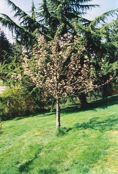 Stella Cherry (Prunus avium 'Stella') at Chalet Nursery