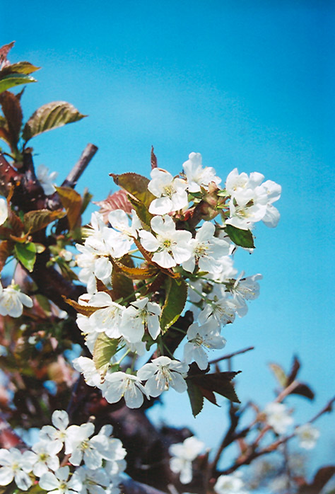 Bing Cherry (Prunus avium 'Bing') at Chalet Nursery