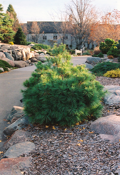 Coney Island White Pine (Pinus strobus 'Coney Island') at Chalet Nursery
