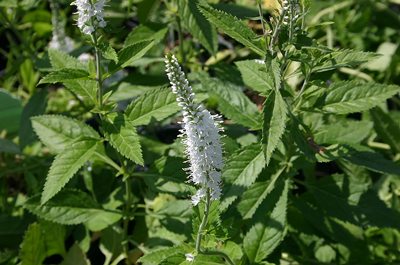White Icicles Speedwell (Veronica spicata 'White Icicles') at Chalet Nursery