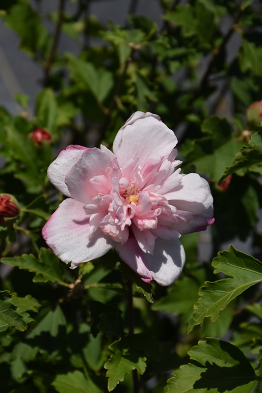 Double Pink Rose of Sharon (Hibiscus syriacus 'Double Pink') at Chalet Nursery