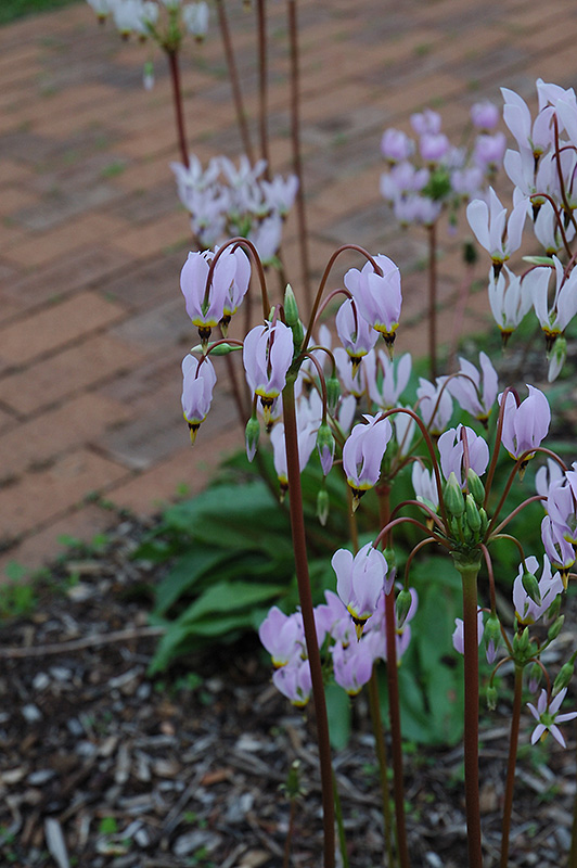 Shooting Star (Dodecatheon meadia) at Chalet Nursery