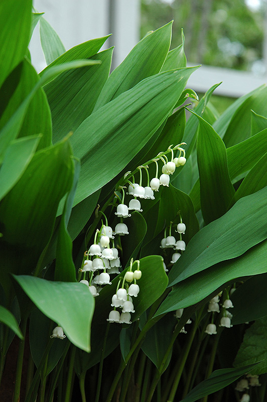 Lily-Of-The-Valley (Convallaria majalis) at Chalet Nursery