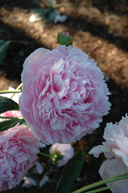 Shirley Temple Peony (Paeonia 'Shirley Temple') at Chalet Nursery