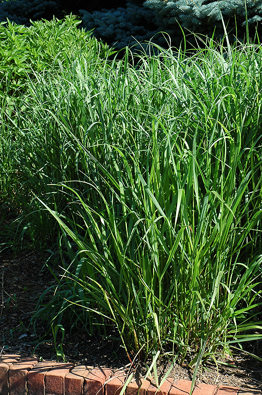 Switch Grass (Panicum virgatum) at Chalet Nursery