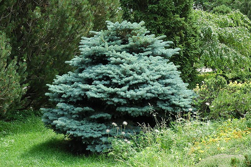 Globe Blue Spruce (Picea pungens 'Globosa') in Chicago Evanston Glenview Skokie Winnetka IL Chalet Nursery