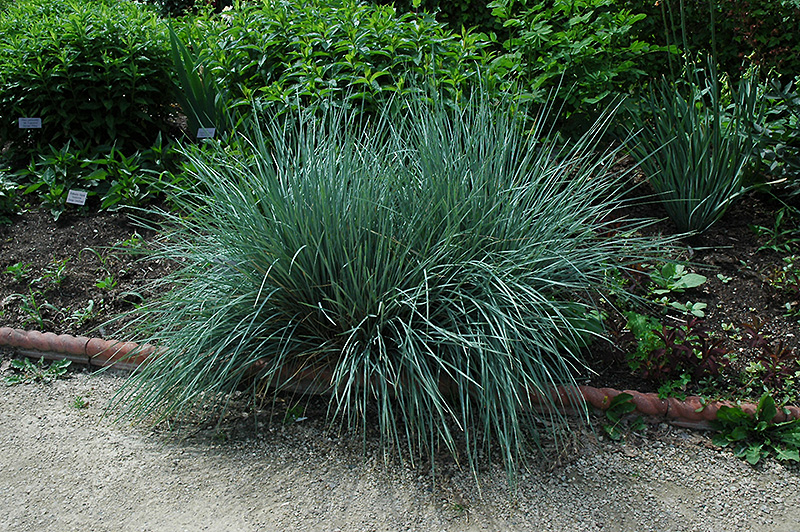 Blue Oat Grass (Helictotrichon sempervirens) at Chalet Nursery
