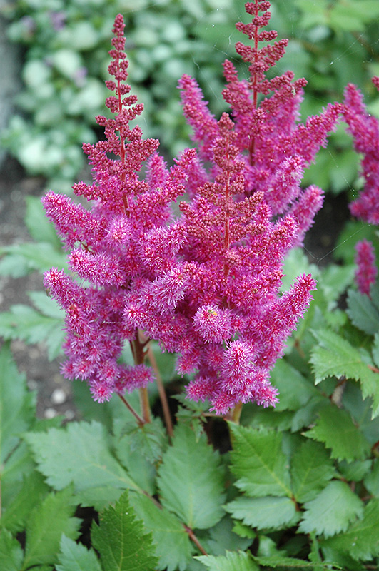 Visions Astilbe (Astilbe chinensis 'Visions') at Chalet Nursery