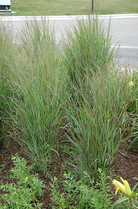 Shenandoah Reed Switch Grass (Panicum virgatum 'Shenandoah') at Chalet Nursery