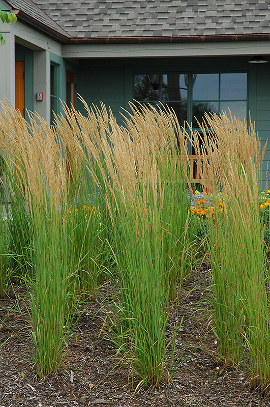 Karl Foerster Reed Grass (Calamagrostis x acutiflora 'Karl Foerster') at Chalet Nursery