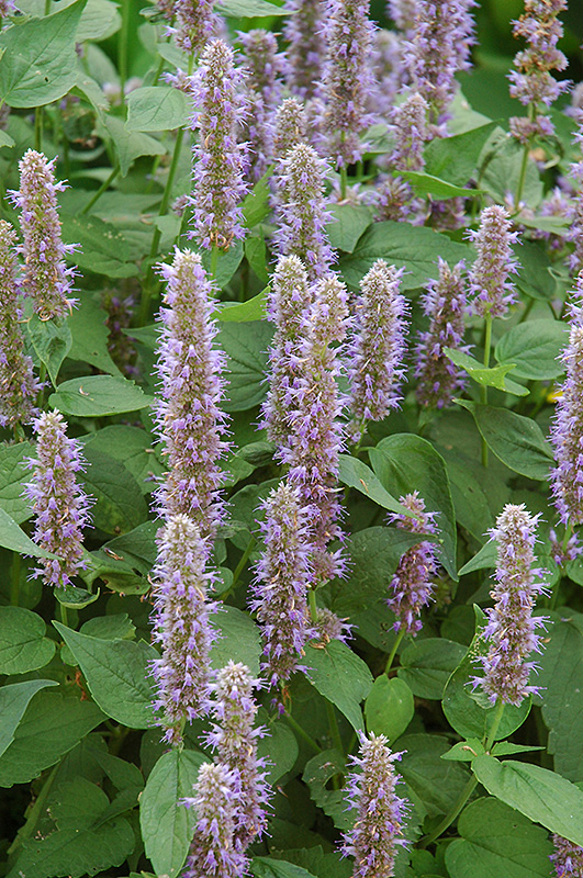 Blue Fortune Anise Hyssop (Agastache 'Blue Fortune') at Chalet Nursery