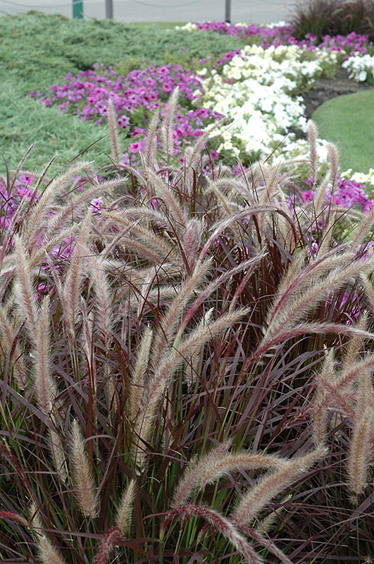 Purple Fountain Grass (Pennisetum setaceum 'Rubrum') at Chalet Nursery