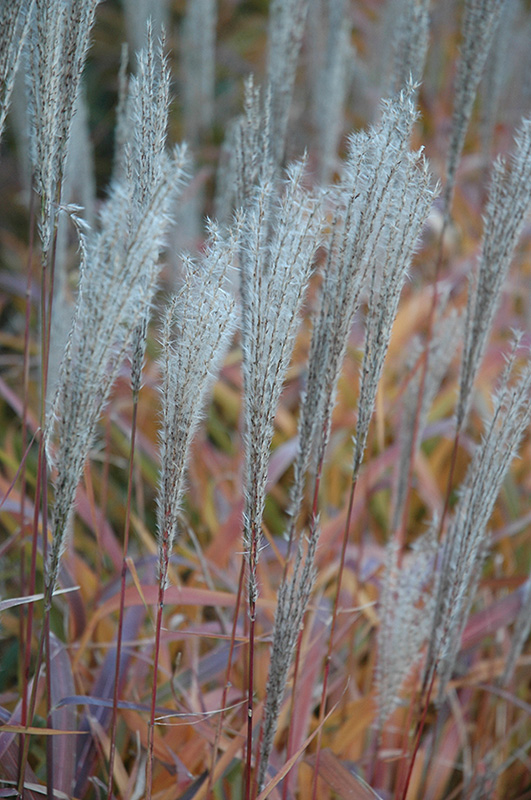 Flame Grass (Miscanthus sinensis 'Purpurascens') at Chalet Nursery