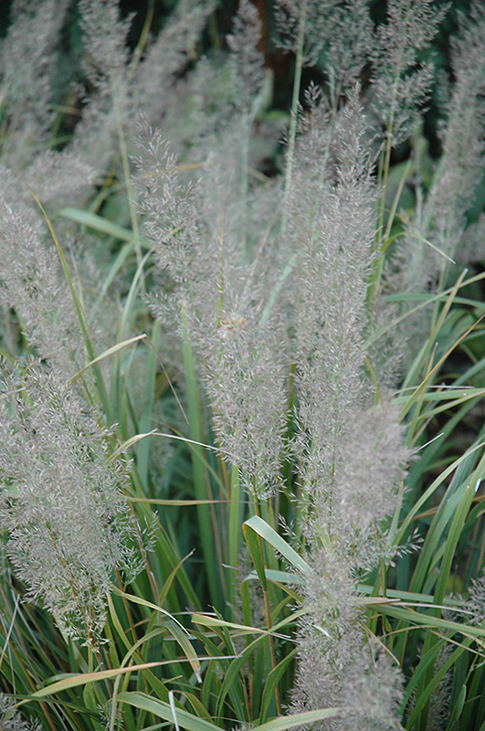 Korean Reed Grass (Calamagrostis brachytricha) at Chalet Nursery