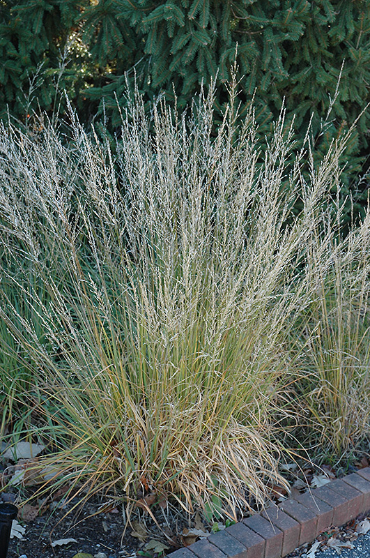 Moorflame Moor Grass (Molinia caerulea 'Moorflame') at Chalet Nursery