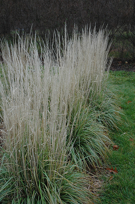 Avalanche Reed Grass (Calamagrostis x acutiflora 'Avalanche') at Chalet Nursery