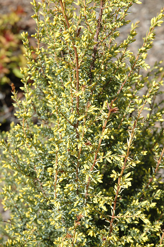 Gold Cone Juniper (Juniperus communis 'Gold Cone') at Chalet Nursery