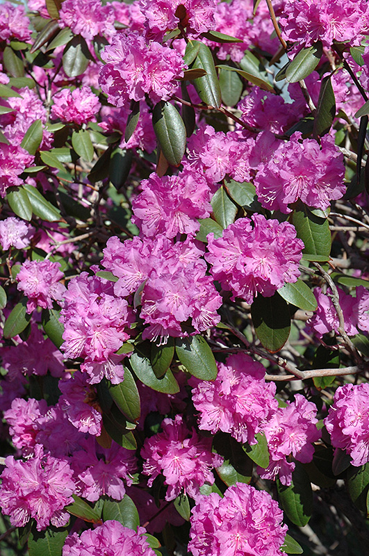 P.J.M. Rhododendron (Rhododendron 'P.J.M.') at Chalet Nursery