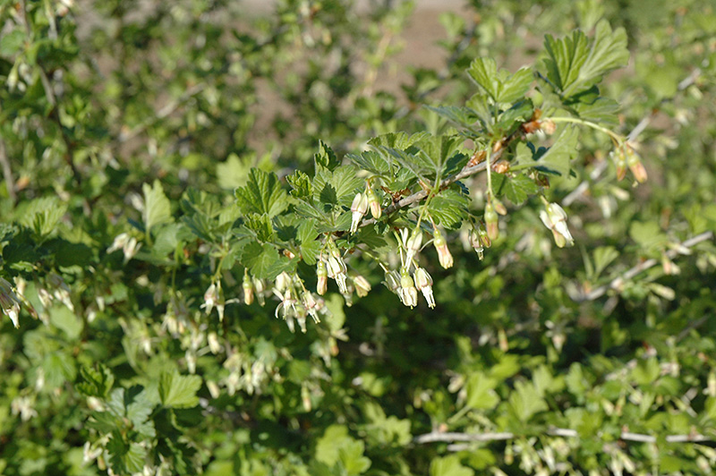 Pixwell Gooseberry (Ribes 'Pixwell') at Chalet Nursery