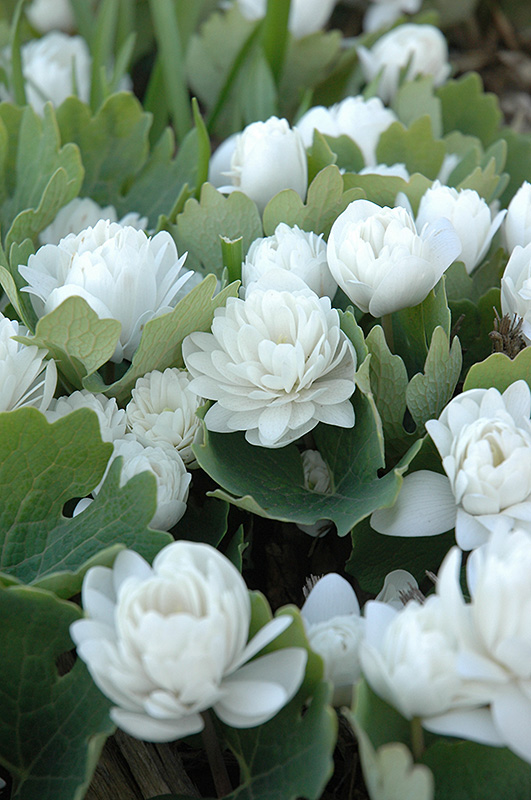 Bloodroot (Sanguinaria canadensis) at Chalet Nursery