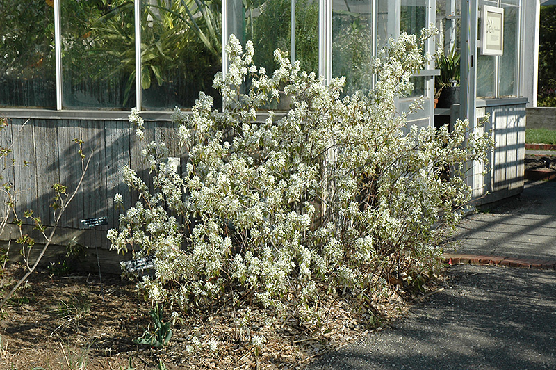 Regent Serviceberry (Amelanchier alnifolia 'Regent') at Chalet Nursery